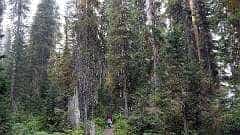 34: ca-2017-033 Riesenbäume ca-2017-033