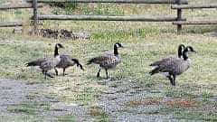 79: ca-2017-079 Kanada Gänse ca-2017-079