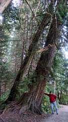 108: ca-2017-108 Bäume ca-2017-108