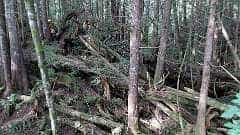 124: ca-2017-124 Naturbelassener Wald ca-2017-124