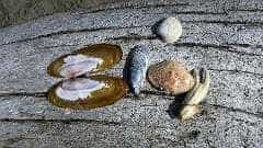 130: ca-2017-130 Muscheln ca-2017-130