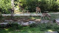147: ca-2017-147 Rotwild auf dem Camingplatz ca-2017-147