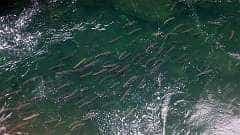 169: ca-2017-169 Warte-Pool ca-2017-169