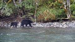 173: ca-2017-173 Mama Bär mit Kind ca-2017-173