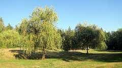 241: ca-2017-241 Park beim Campground ca-2017-241