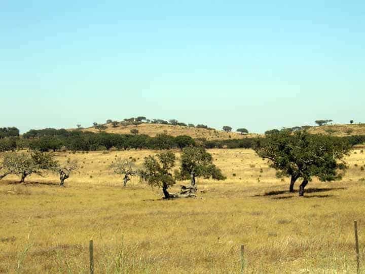 Alentejo 2006: Typische Korkeichenenlandschaft bei Ourique