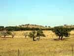 Korkeichenlandschaft im Alentejo