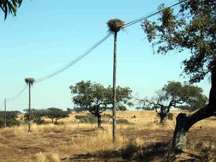 Alentejo 2006: Storchennester an der Strasse nach Gavão