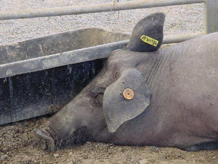 Prachtschwein