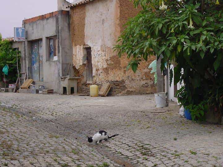 Odeceixe - eine der vielen Gassen - mit Katze